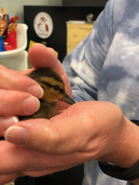 One of 13 ducklings safely relocated from the middle school courtyard today. 